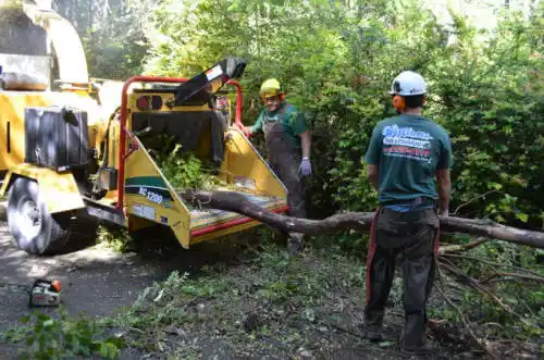 tree services El Verano